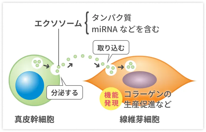 エクソソームの動き